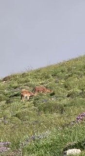 Горные козлы на склонах Хуступа в Арагацотнской области, фото Никола Пашиняна
