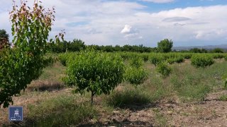 Кредиты под 0% для фермеров: в Арагацотне стартовала программа субсидирования